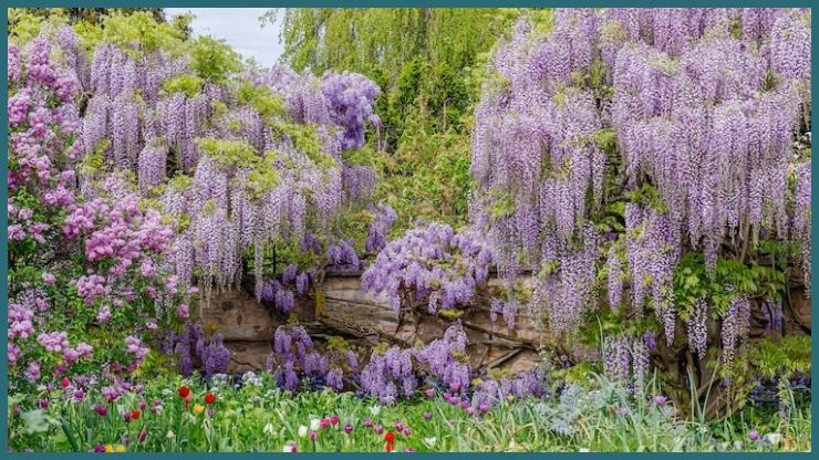 Climbing Plants