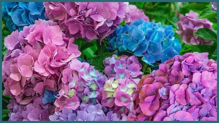 Hydrangea