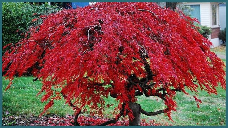 Japanese Maple