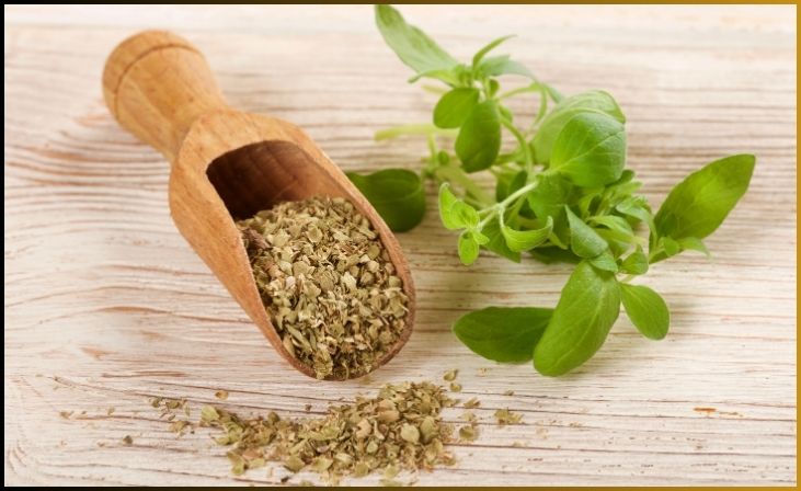 Oregano