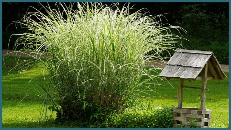 Ornamental Grasses