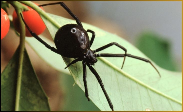 Black Widow Spider (Latrodectus mactans)