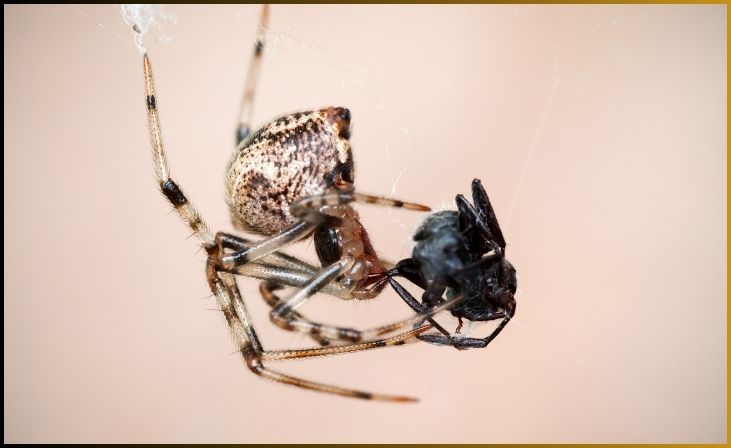 Common House Spider (Parasteatoda tepidariorum)