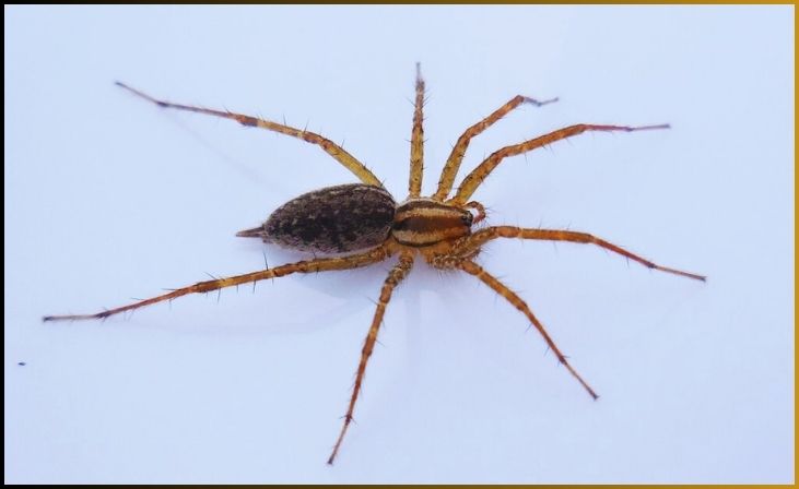 Grass Spider (Agelenopsis spp.)