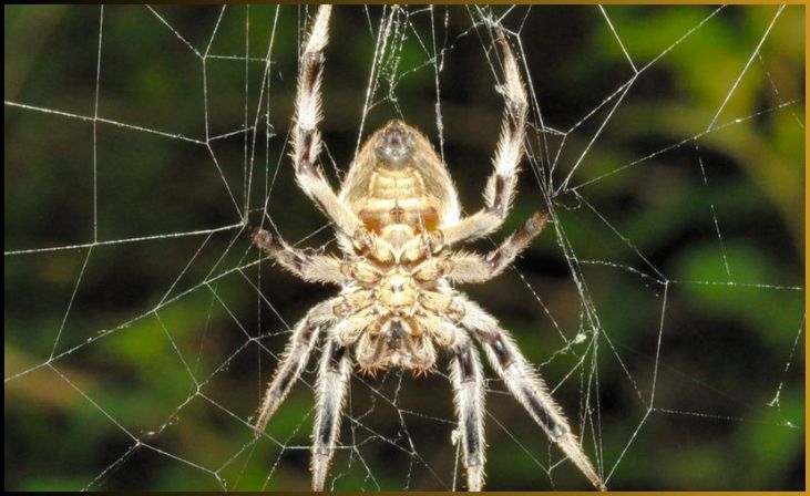Orb Weaver Spider (Araneidae family)