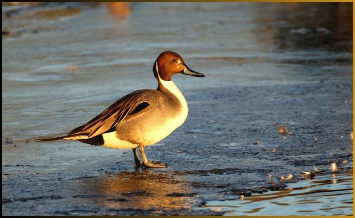 Pintail Duck (Anas acuta)