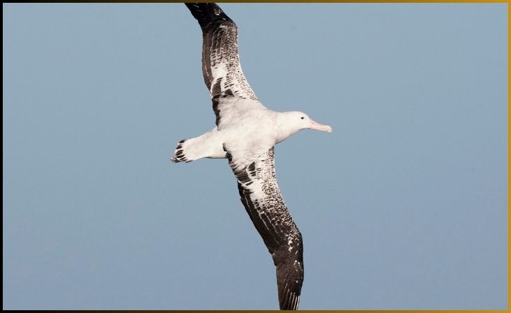  Wandering Albatross (Diomedea exulans)
