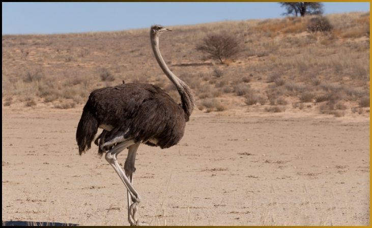 1. Ostrich (Struthio camelus)