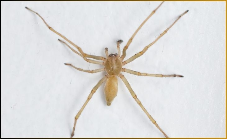 Yellow Sac Spider (Cheiracanthium spp.)