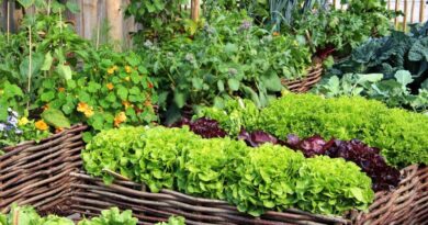 10 Keys To Successfully Establishing Your First Vegetable Garden