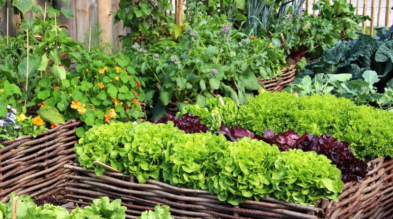 10 Keys To Successfully Establishing Your First Vegetable Garden