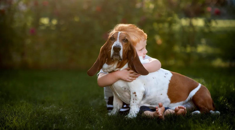7 Hound Dogs That Make Ideal Family Pets