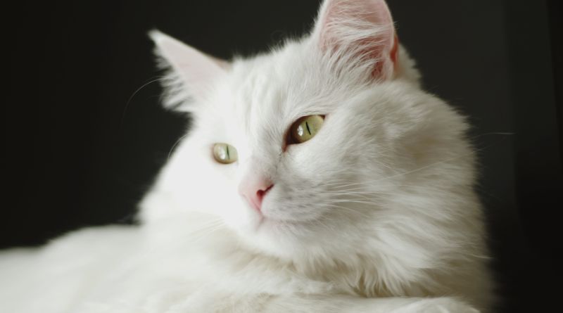 7 Large Cat Breeds That Make Cute and Colossal Pets