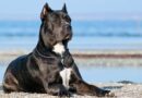 7 Vital Tips for Grooming a Cane Corso