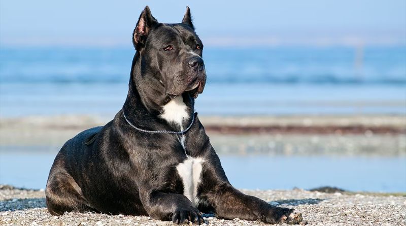 7 Vital Tips for Grooming a Cane Corso