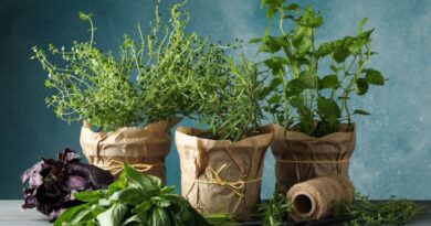 8 Effective Tips to Use Grow Bags for Gardening