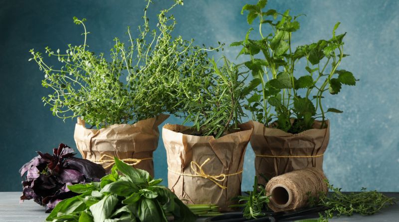 8 Effective Tips to Use Grow Bags for Gardening