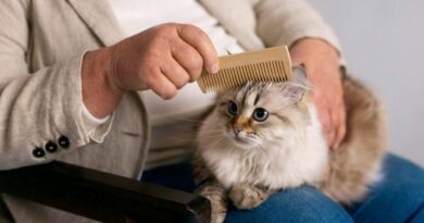 8 Tips for Grooming Your Cat Like a Pro