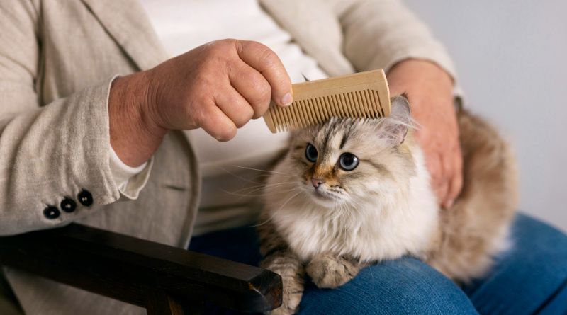 8 Tips for Grooming Your Cat Like a Pro