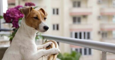 Apartment-Friendly Dog Breeds