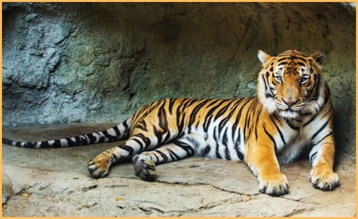 Bengal Tiger (Panthera tigris tigris)