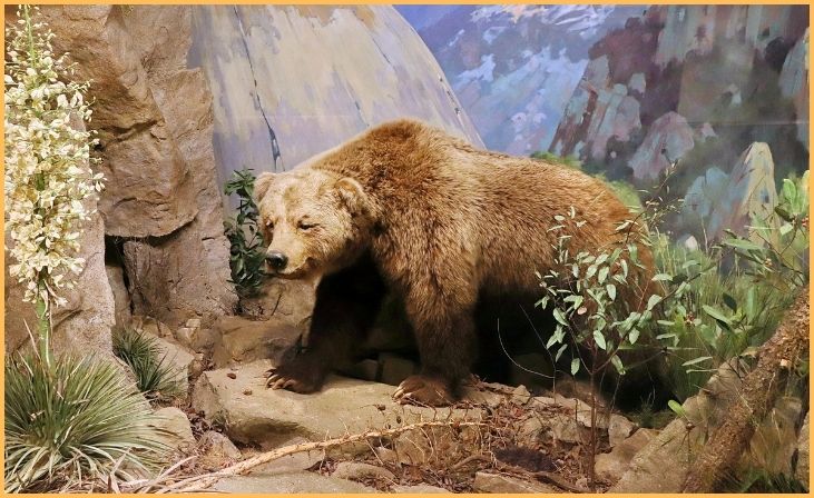 California Grizzly Bear (Ursus arctos californicus)