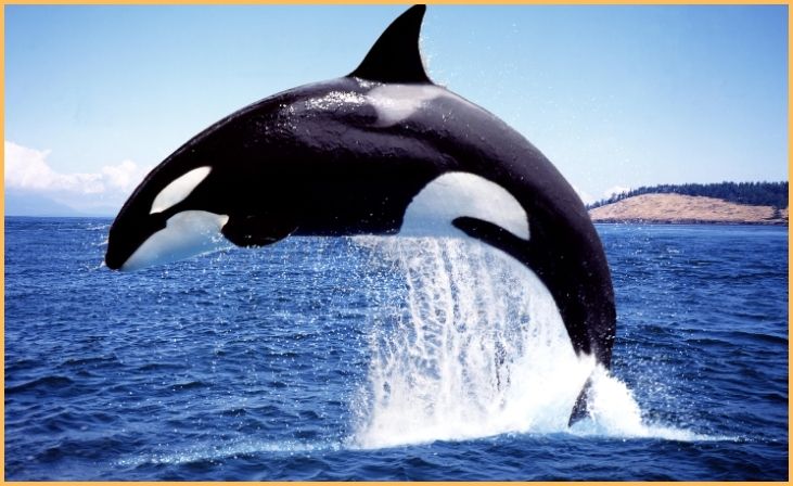  Killer Whale (Orca)