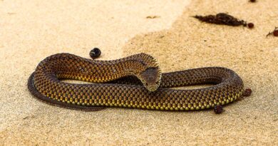 Largest Copperhead Snake On Record Discovered