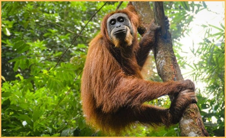 Sumatraanse Orang-oetan (Pongo abelii)