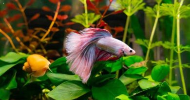 The Top 7 Best Plants for Betta Fish
