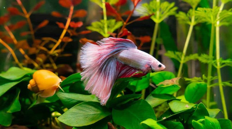 The Top 7 Best Plants for Betta Fish