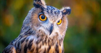 Things You Didn't Know About Great Horned Owls