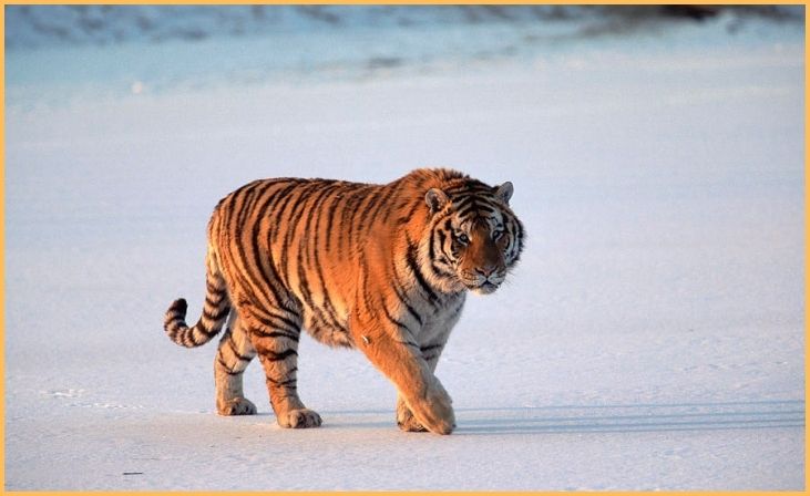1. Siberian Tiger (Panthera tigris altaica)