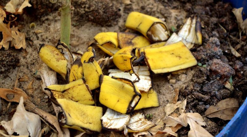 Ways To Use Banana Peels In Your Garden
