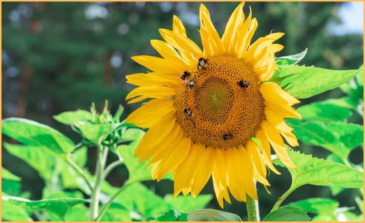 Why do Pollinators Matter