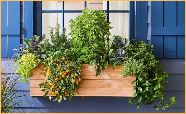 Window Box Herbs
